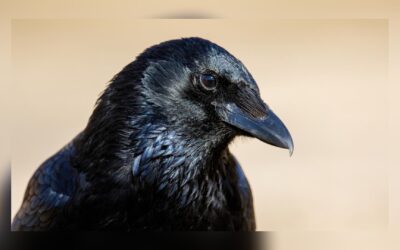 Biólogos descubren que una ave utiliza la Geometría como herramienta de supervivencia