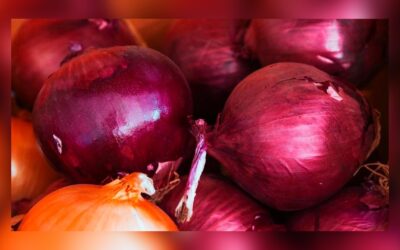 Científicos finlandeses descubren que la cáscara de Cebolla mejora paneles solares