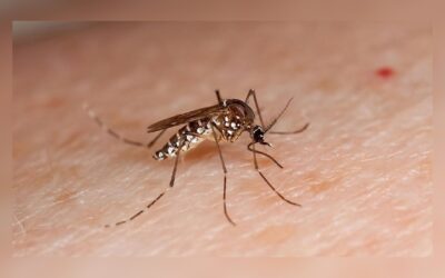 Cómo encuentran los mosquitos a las personas: señales de color y dióxido de carbono