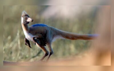 Descubren en Argentina un pequeño Dinosaurio de 90 millones de años que aclara un misterio evolutivo