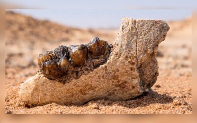 Científicos descubren Hueso en Egipto que redefine el origen de los simios