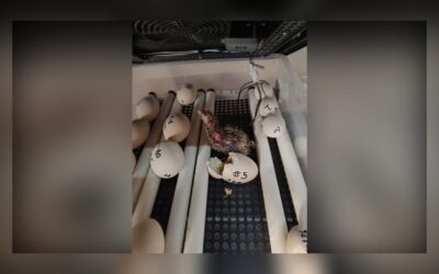 Eight White-winged Pigeon Chicks Hatch, Renewing Conservation Hopes