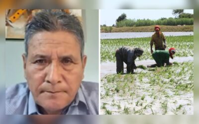 Productores de arroz amenazan con Paro Nacional si no se declara emergencia en 15 días