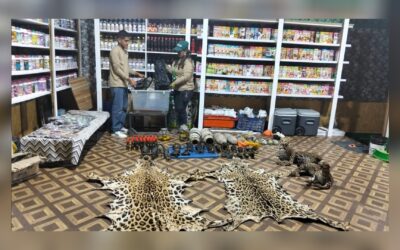 Serfor incauta Animales en peligro de extinción en Caravelí, vivos y disecados