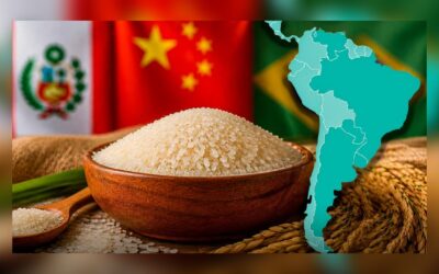Rice Production in Latin America: The Only Country in the Global Top 10