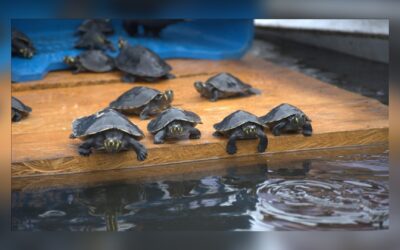 Amazonian Turtles Released in Loreto: Over a Thousand Specimens Return to Their Habitat